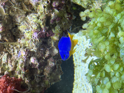 Fish Library Preview