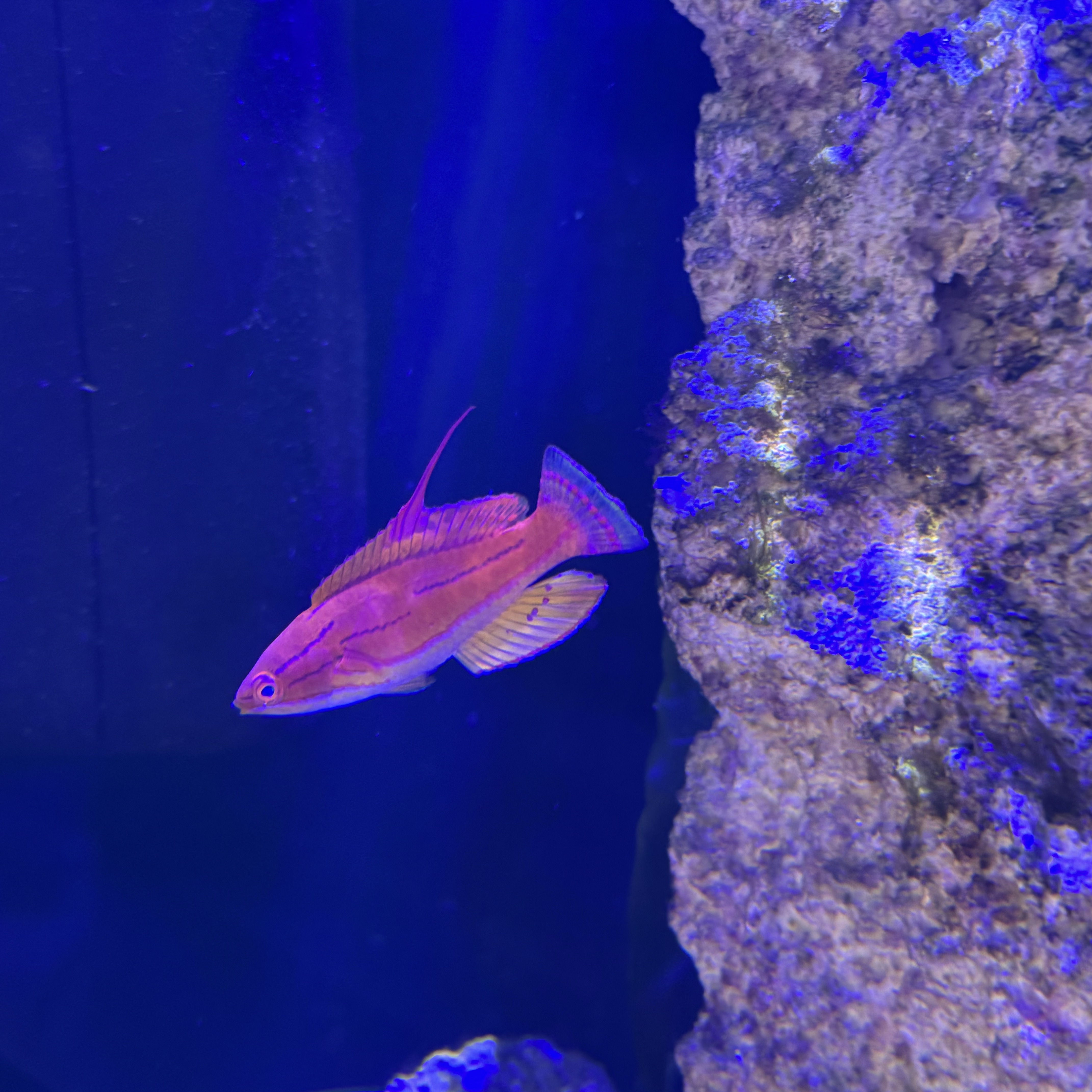 Carpenter's Flasher Wrasse