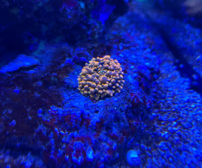 Coral Library Preview