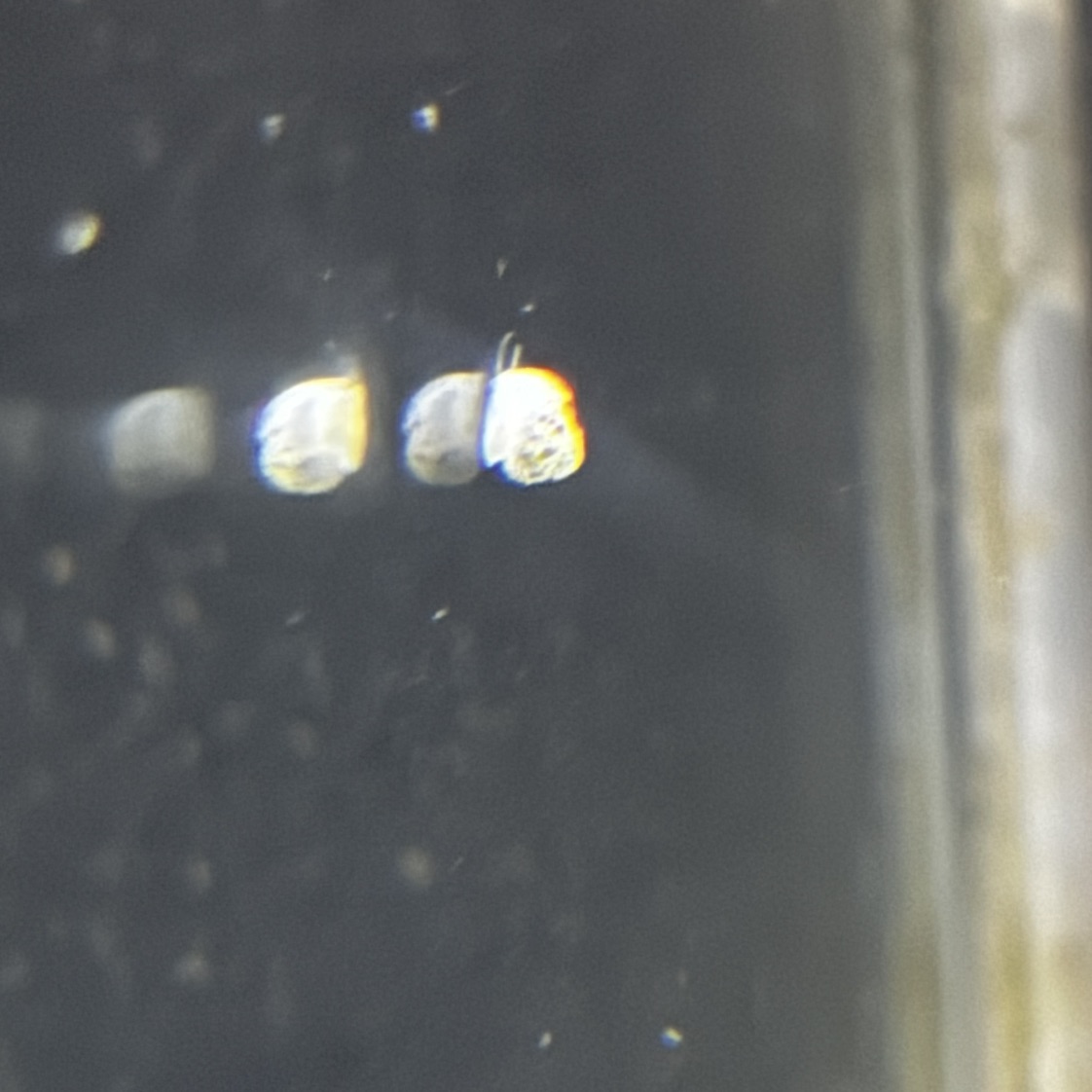 Collonista Snail
