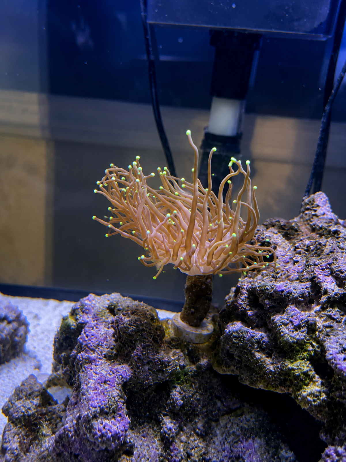 Torch single head