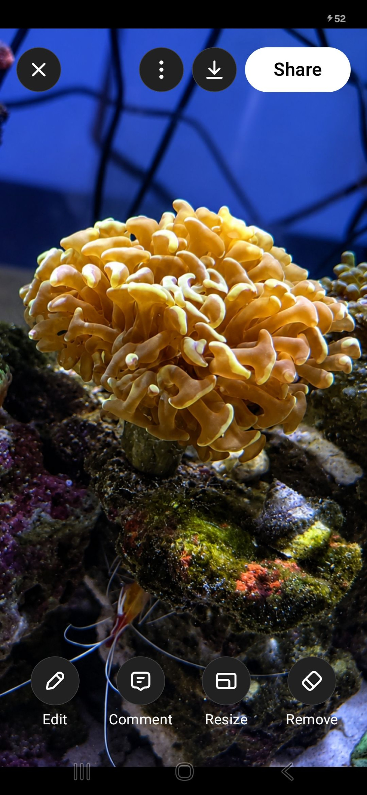 Wall hammer