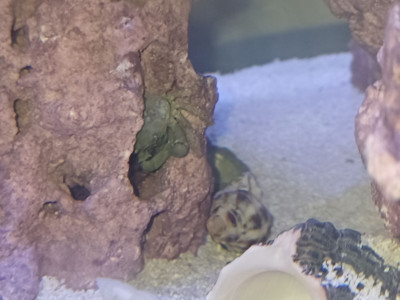 Invertebrate Library Preview