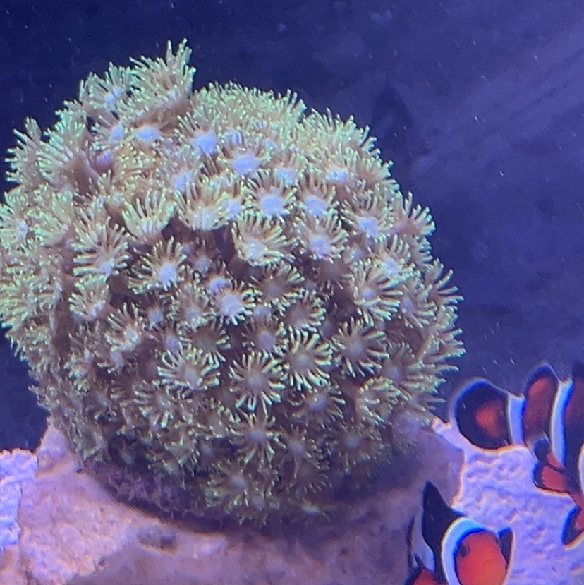 Goniopora Hellfire Australian