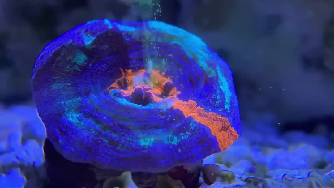 Scolymia Australian War Paint