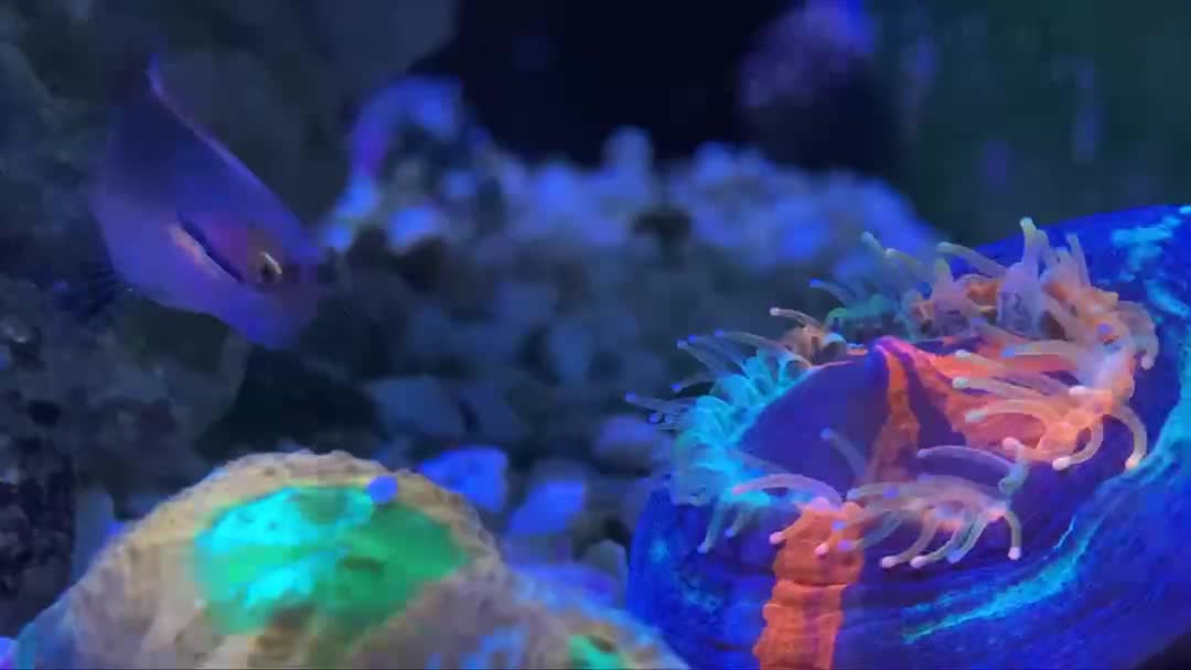 Tailspot Blenny