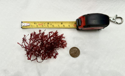 Pom Pom Gracilaria Macro Algae – Live Reef Refugium & Display – FREE SHIPPING (USPS Ground Advantage)